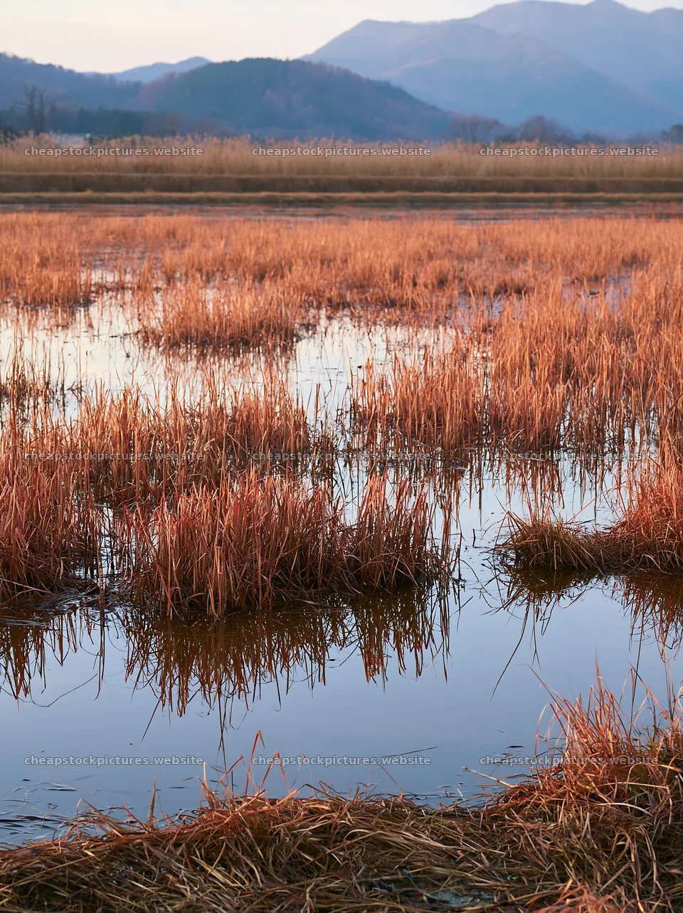 Shiga wetland meadow climate adaptation reeds in a reflective – stock pictures 6866x9174