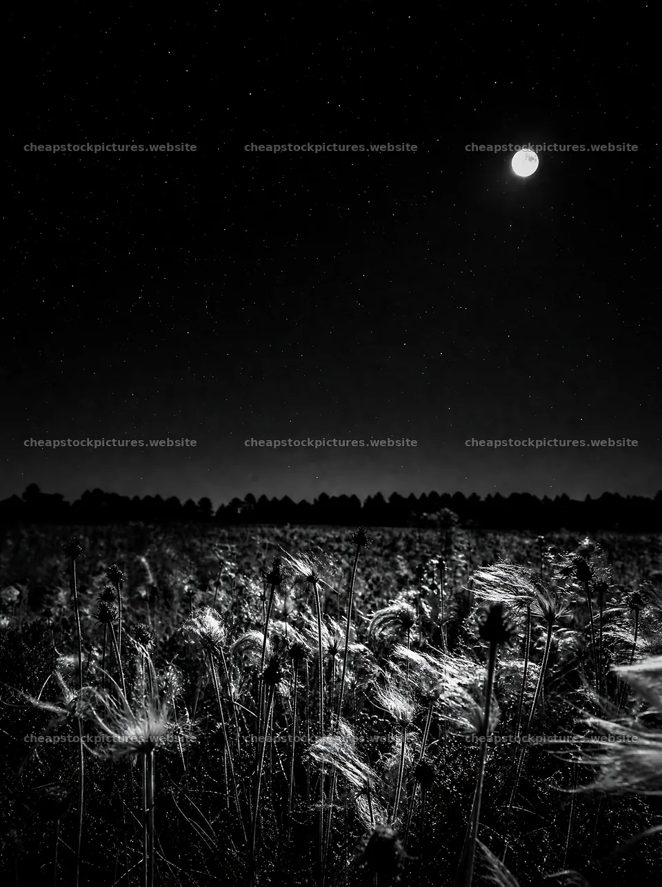 Seedhead meadow under a clear night sky with a full moon – stock pictures 6858x9186