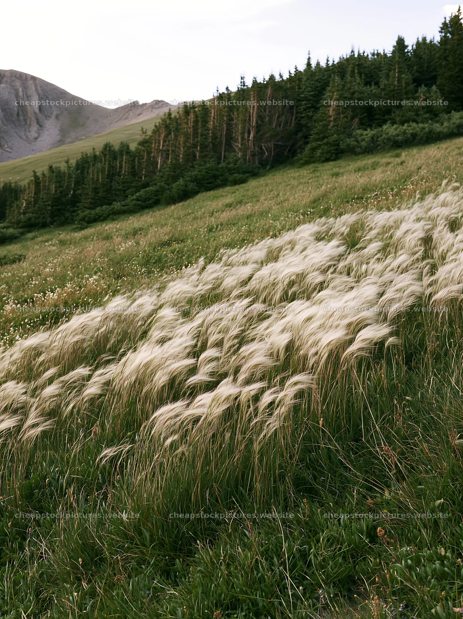 Meadow with seedheads surrounded by trees and hills – stock pictures 6866x9174