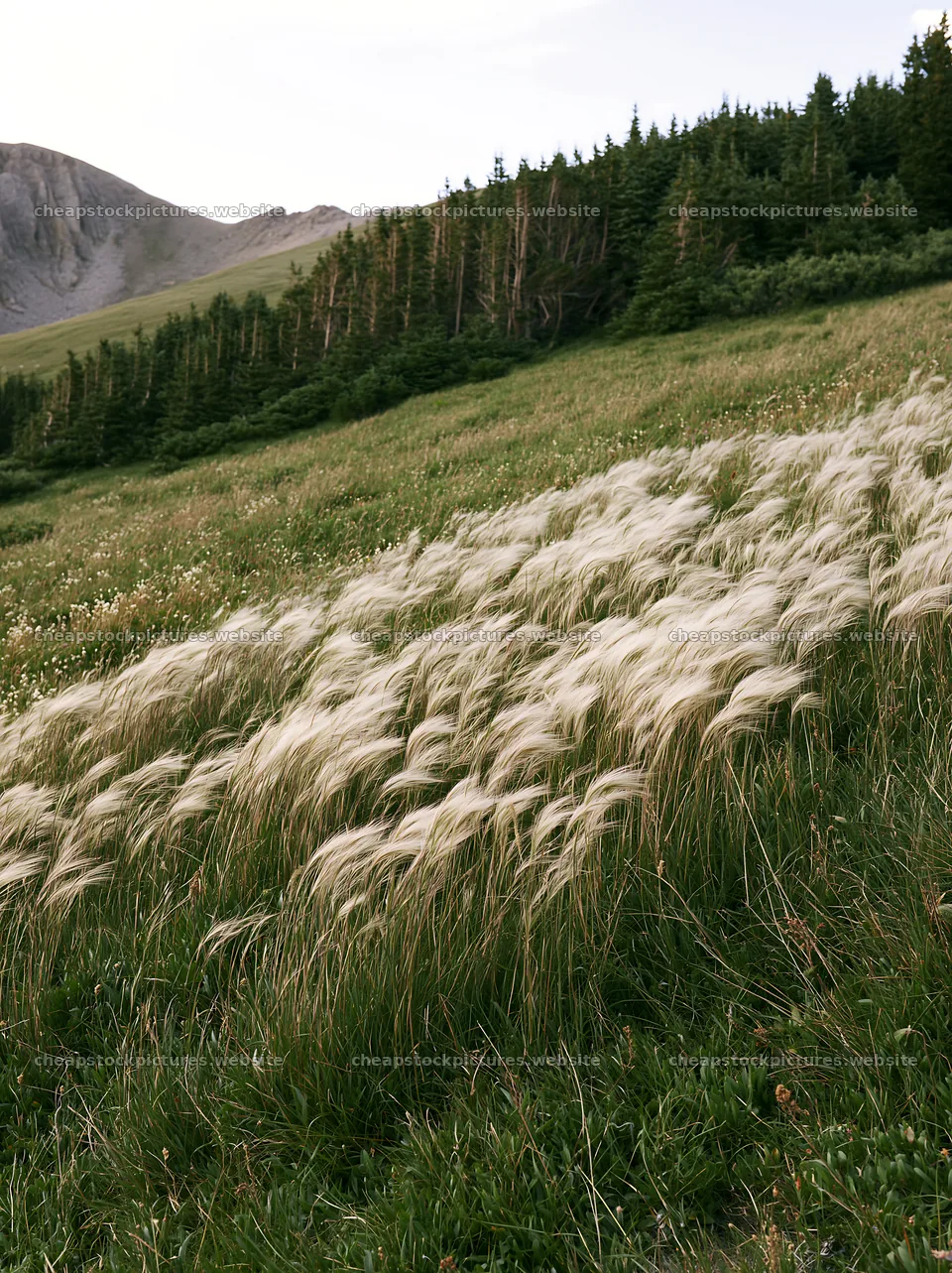 Meadow with seedheads surrounded by trees and hills – stock pictures 6866x9174