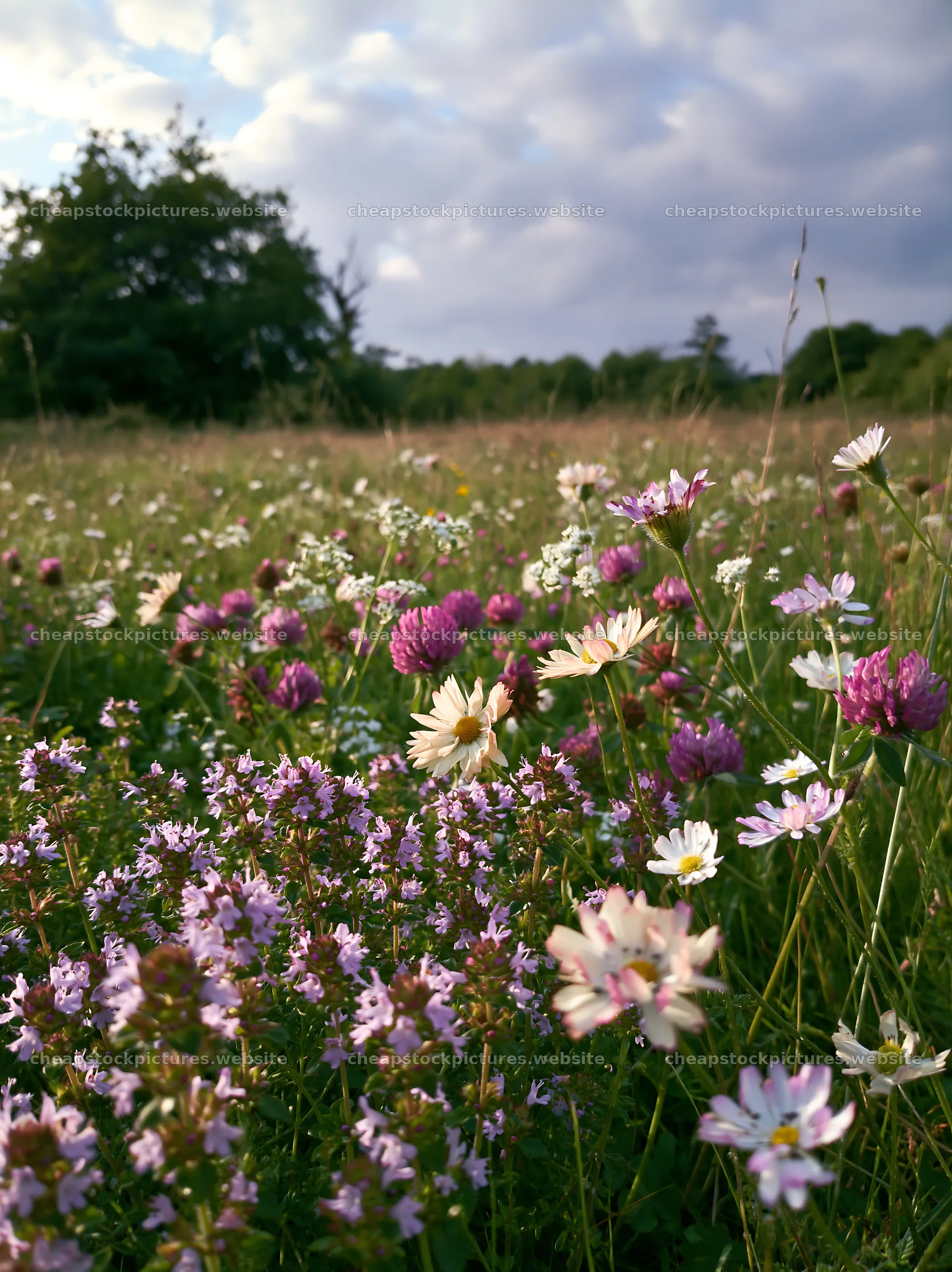 Christmas apple tree meadow with wild thyme and lights – stock pictures 6866x9174