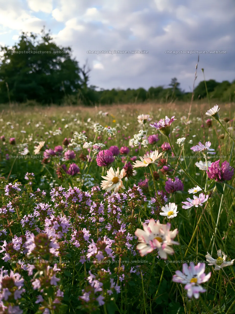 Christmas apple tree meadow with wild thyme and lights – stock pictures 6866x9174