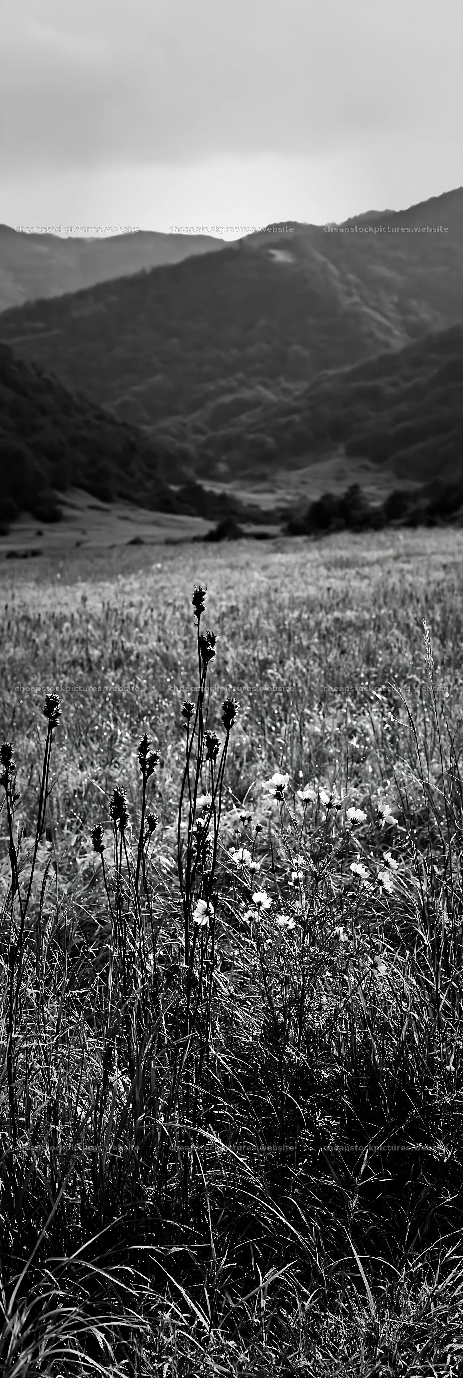 Okayama golden meadow with seedheads and mountains in background – stock pictures 4602x13690
