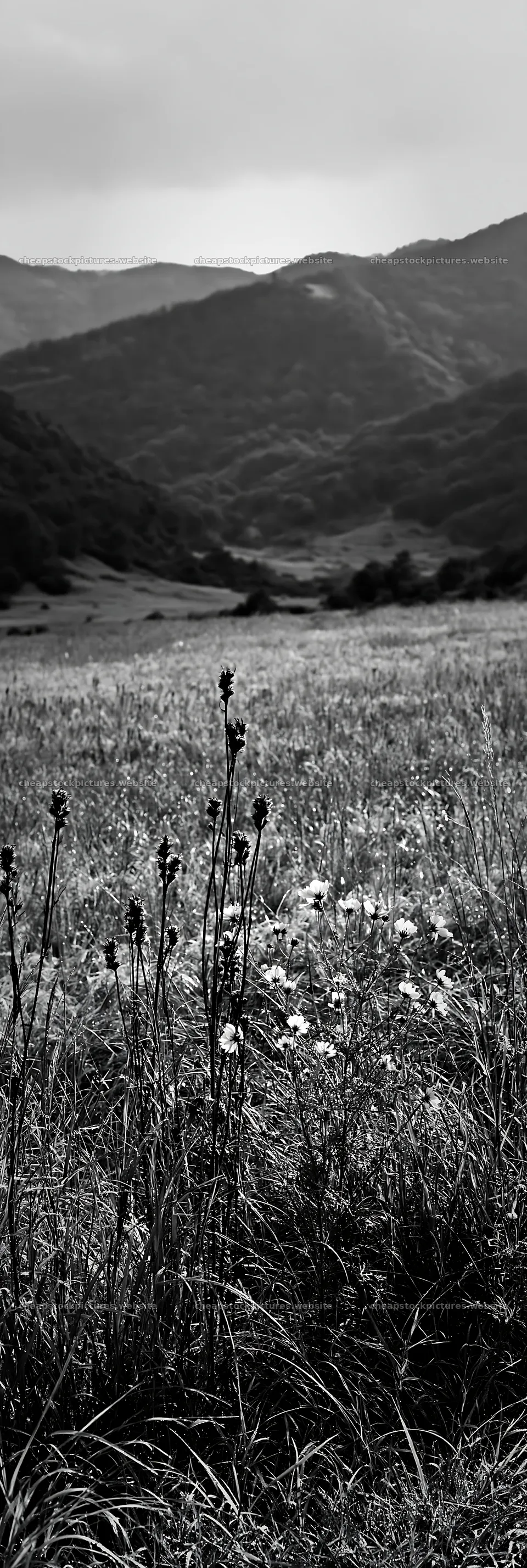 Okayama golden meadow with seedheads and mountains in background – stock pictures 4602x13690