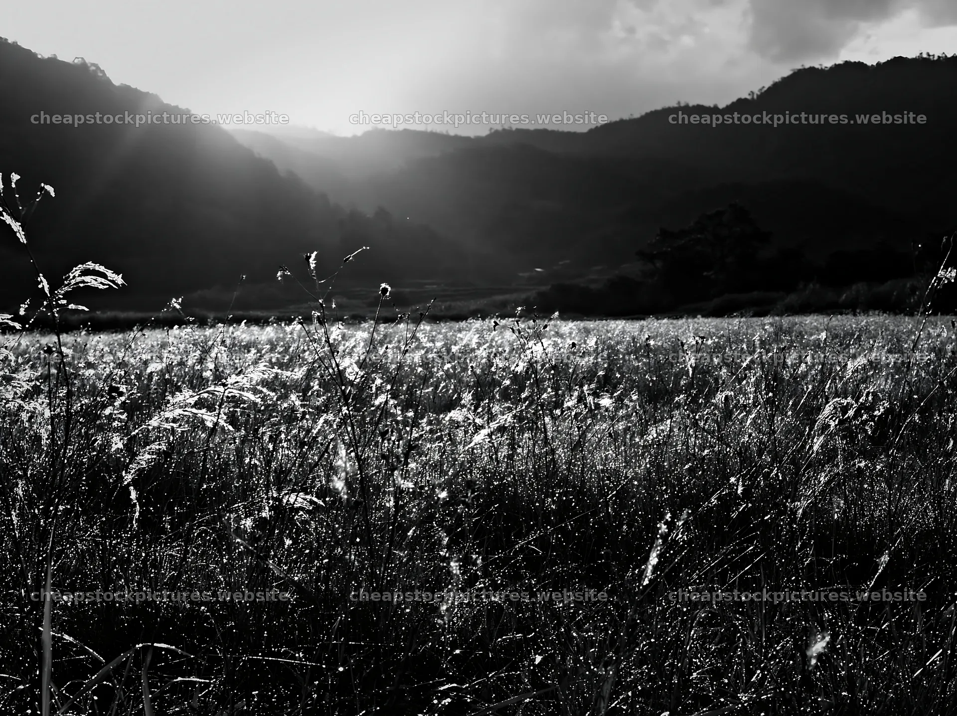 Golden meadow at Okayama with seedheads in foreground – stock pictures 9174x6866