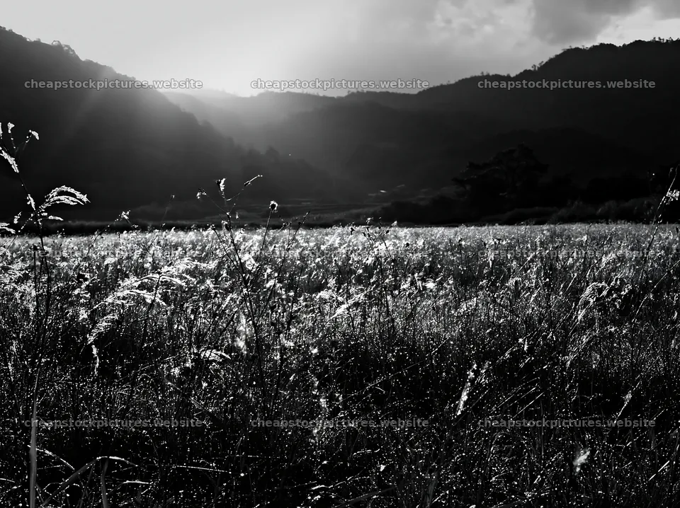Golden meadow at Okayama with seedheads in foreground – stock pictures 9174x6866
