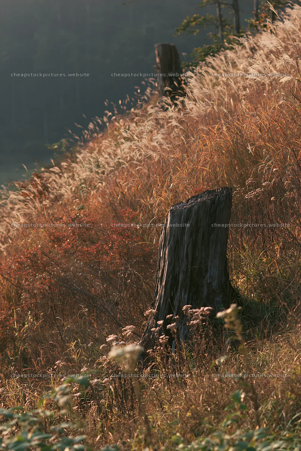 Fukushima native meadow with weathered stump – stock pictures 6480x9722