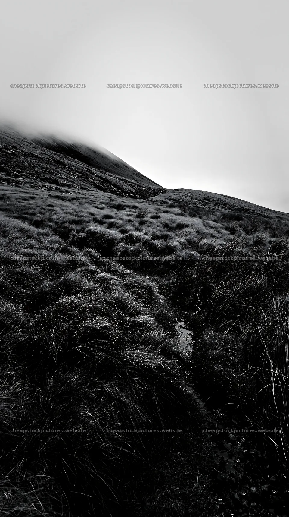 Climate-resilient meadow showcasing a natural landscape – stock pictures 5938x10608
