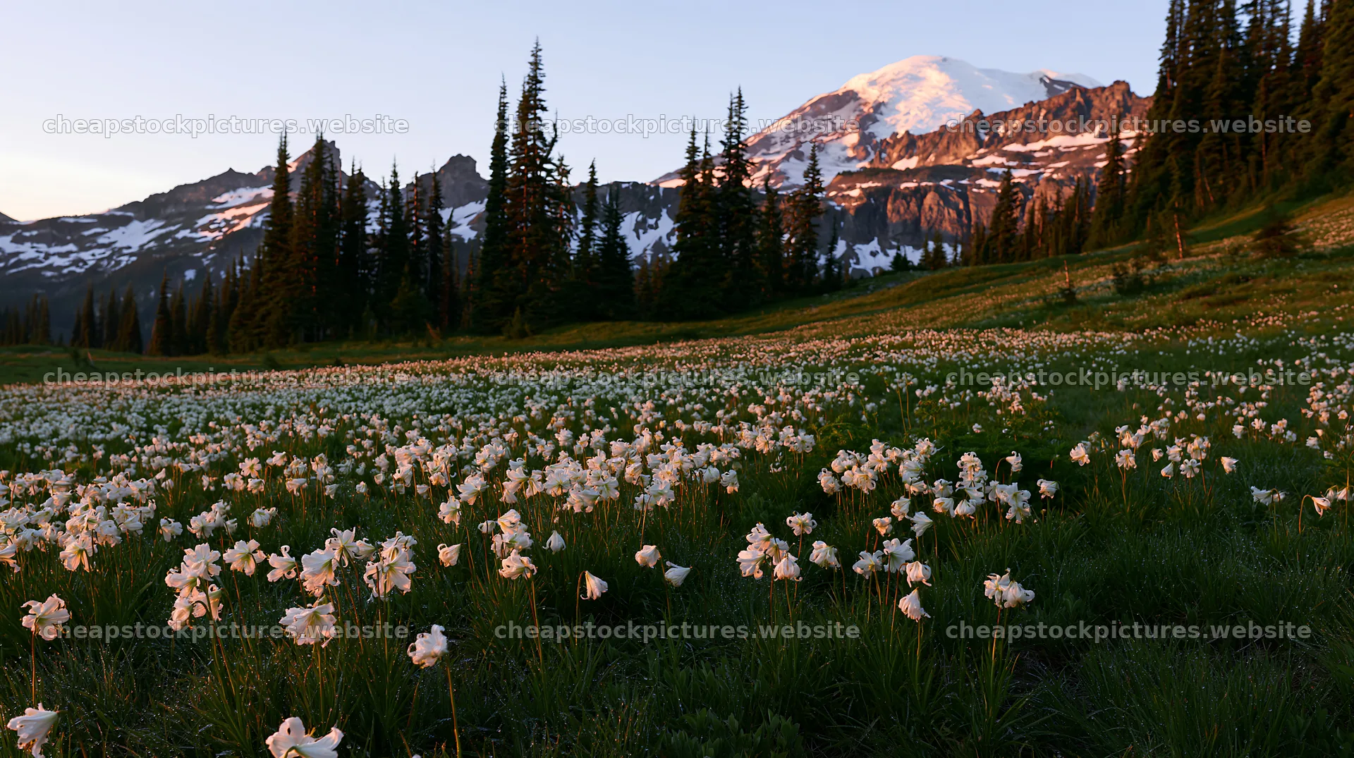Mount Rainier wildflower meadow at sunrise – stock pictures 10608x5938