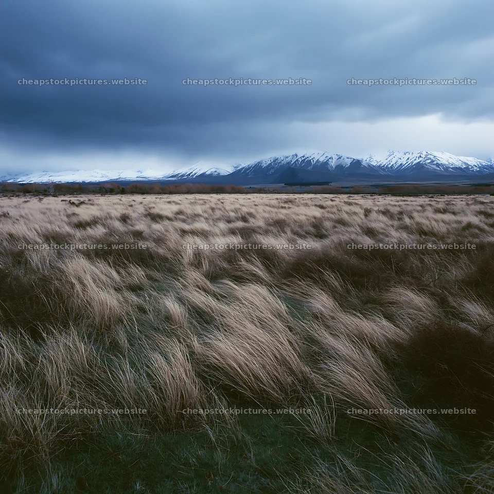 Lake Tekapo meadow with snow-covered Alps in the background – stock pictures 7938x7938