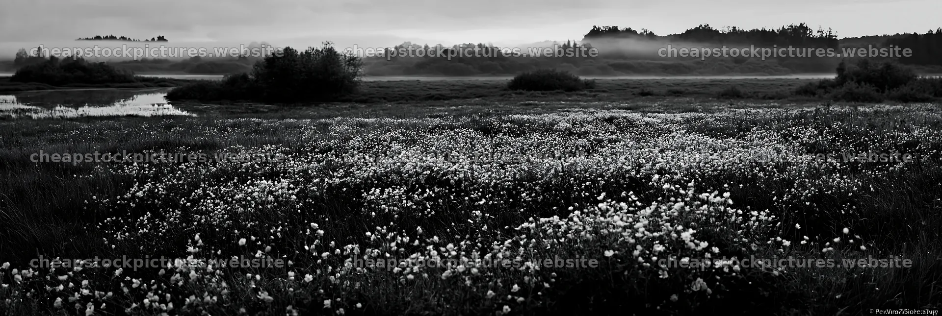 Meadow filled with buttercups at dawn near a quiet lake – stock pictures 13690x4602