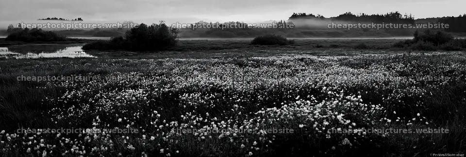 Meadow filled with buttercups at dawn near a quiet lake – stock pictures 13690x4602