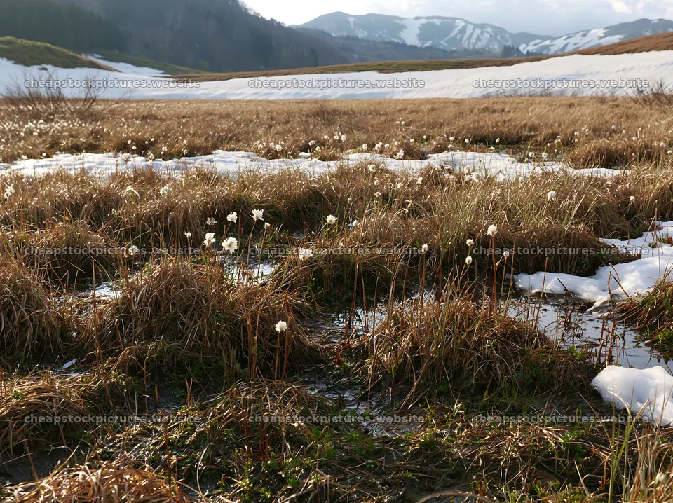 Akita snowmelt meadow with silver grasses in the afternoon light – stock pictures 9174x6866