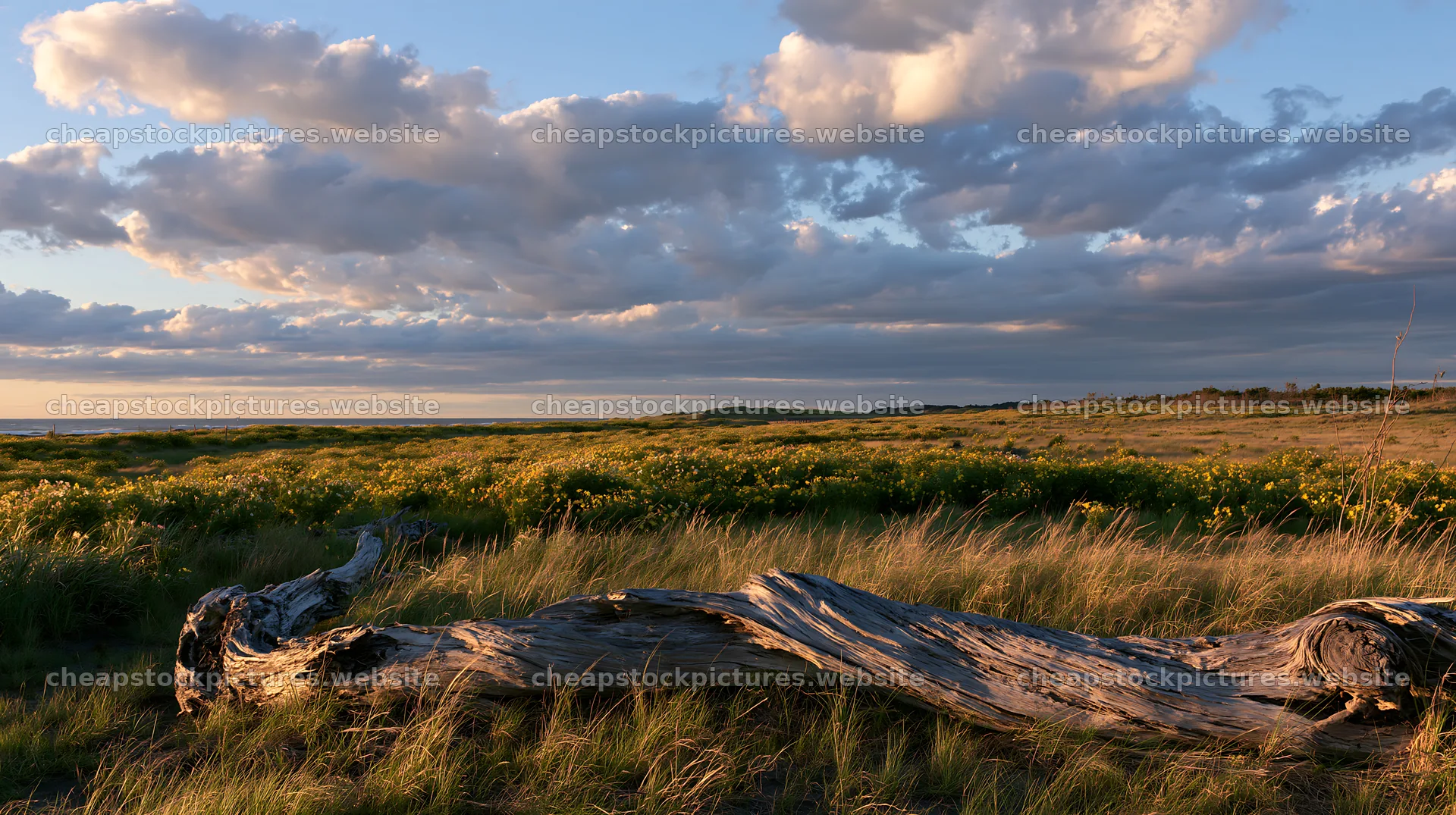 Chiba coastal climate meadow driftwood foreground under clouds – stock pictures 10608x5938