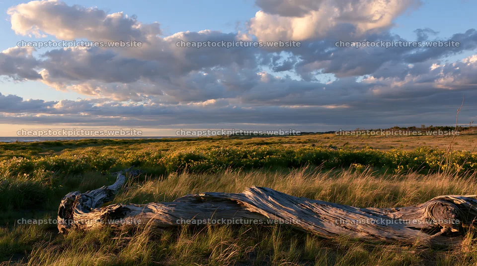 Chiba coastal climate meadow driftwood foreground under clouds – stock pictures 10608x5938