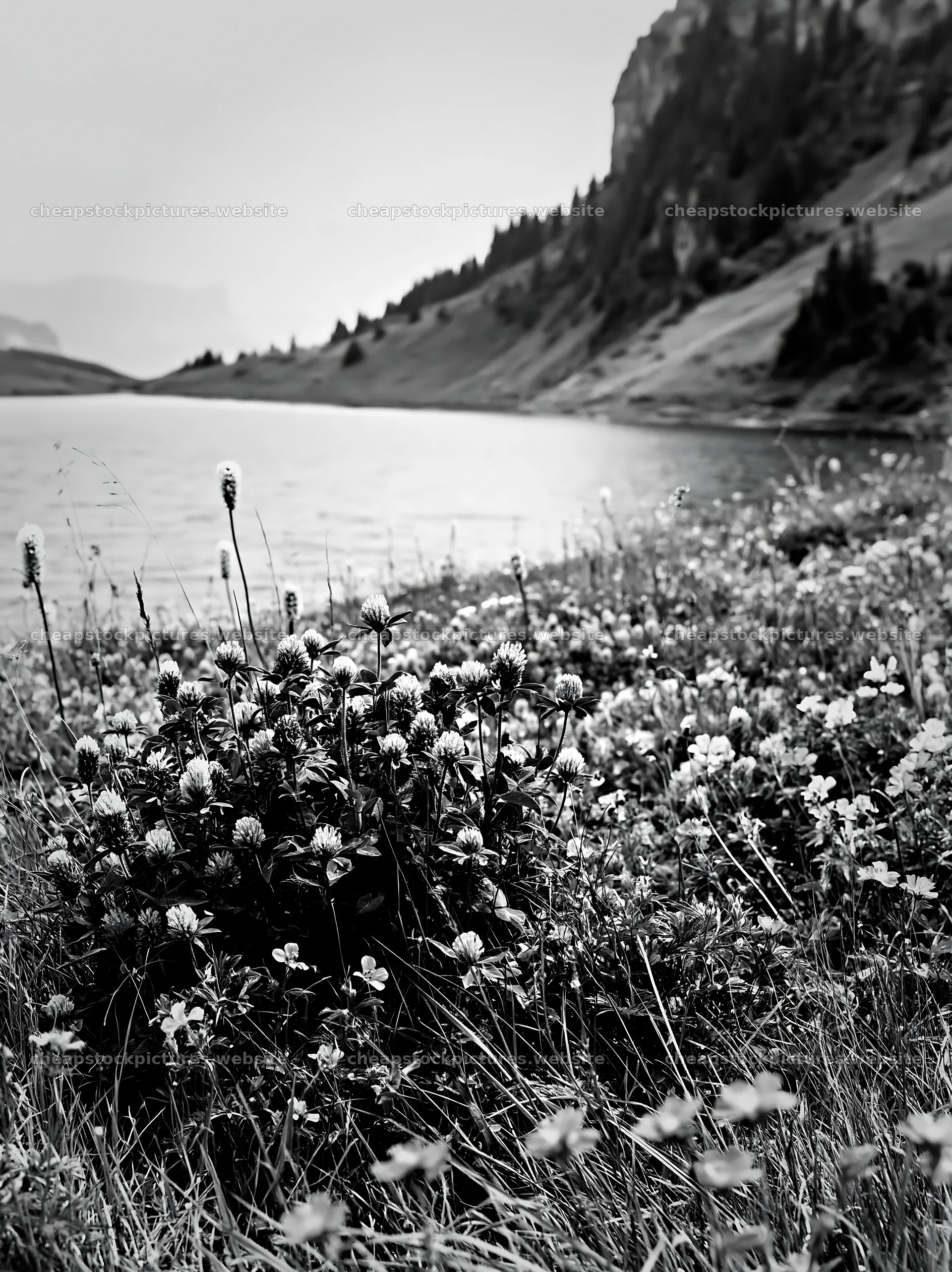 Swiss meadow beside alpine lake in springtime – stock pictures 6866x9174