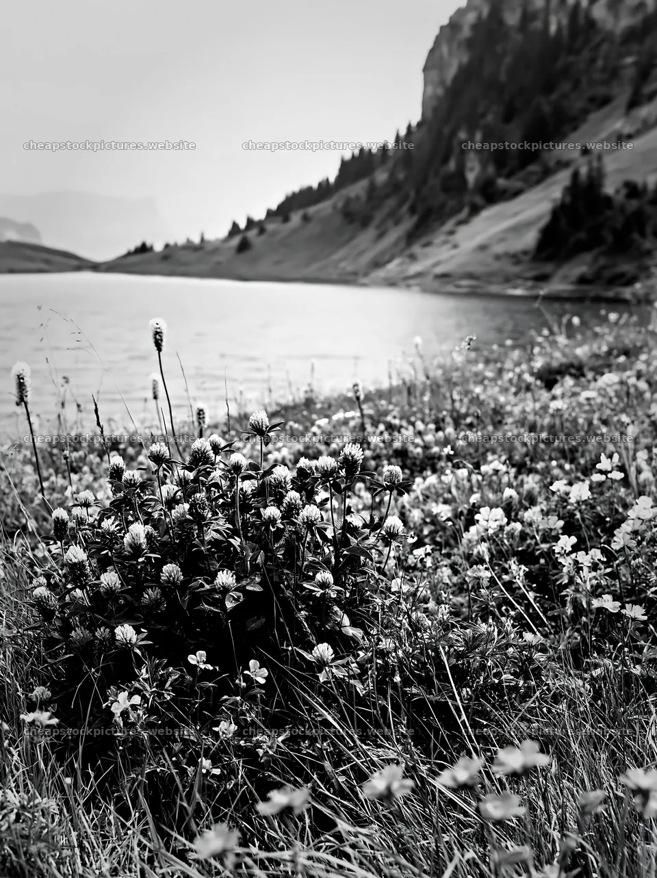 Swiss meadow beside alpine lake in springtime – stock pictures 6866x9174