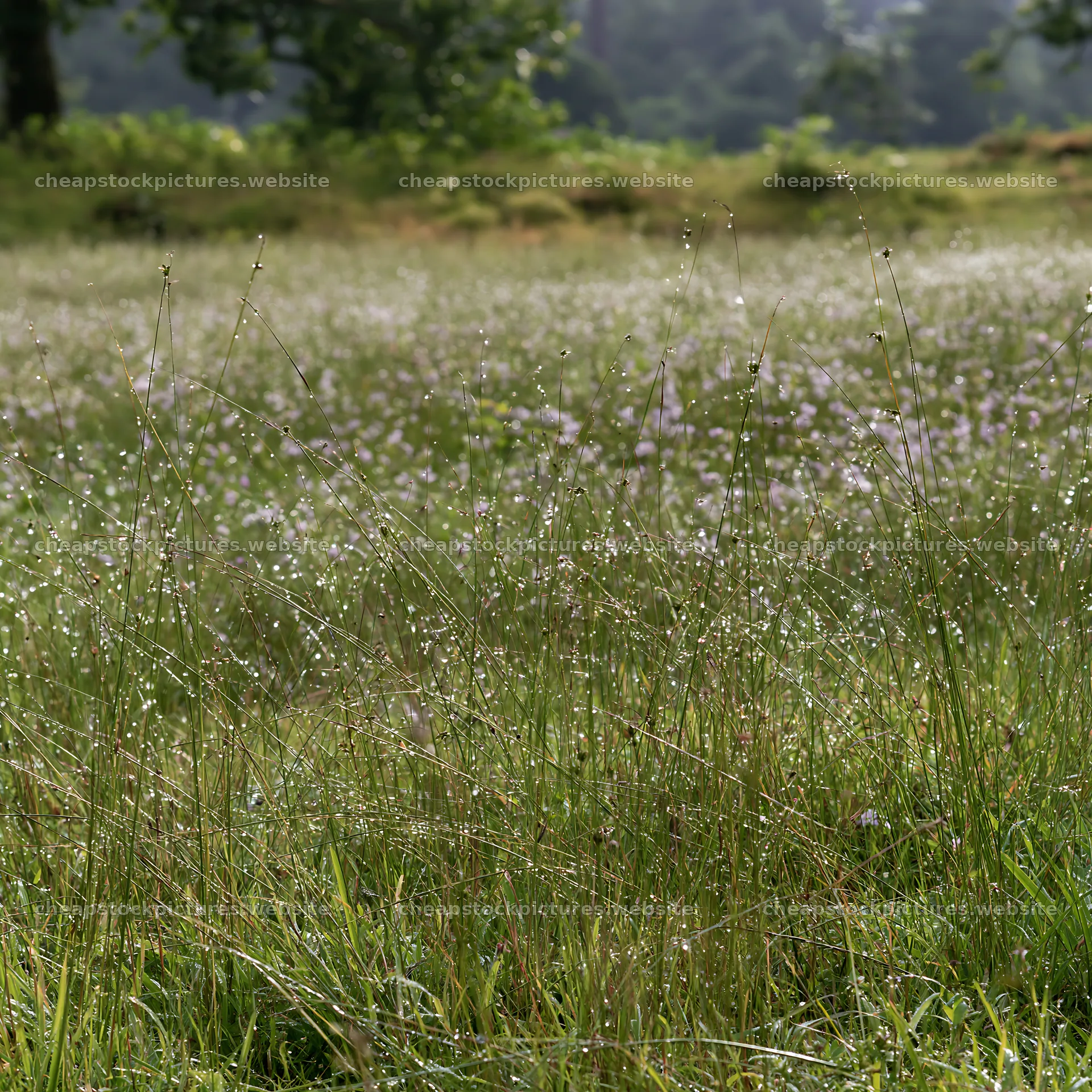 Kochi monsoon meadow with rain beaded grasses – stock pictures 7938x7938