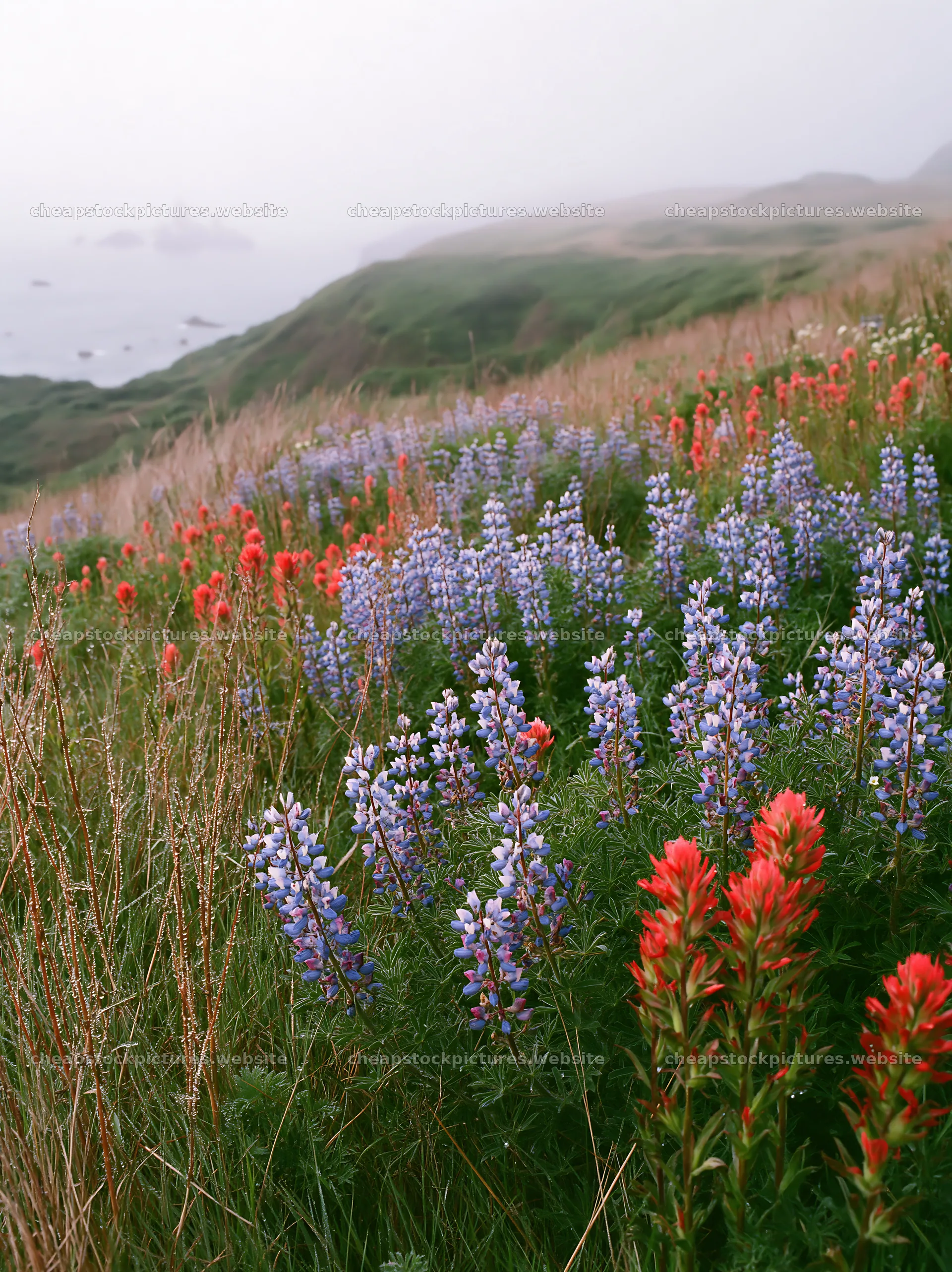 Vibrant flowers in a coastal meadow with distant ocean view – stock pictures 6866x9174