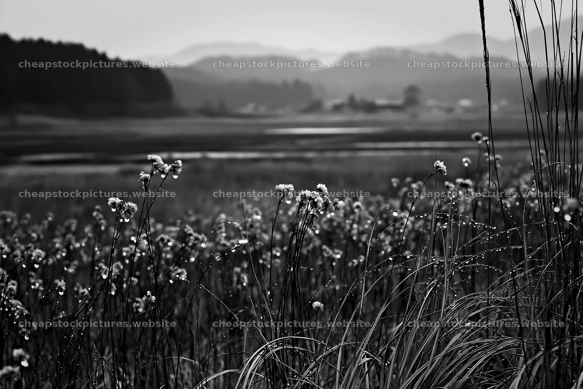 Akita snowmelt meadow with silver grasses – stock pictures 9722x6480