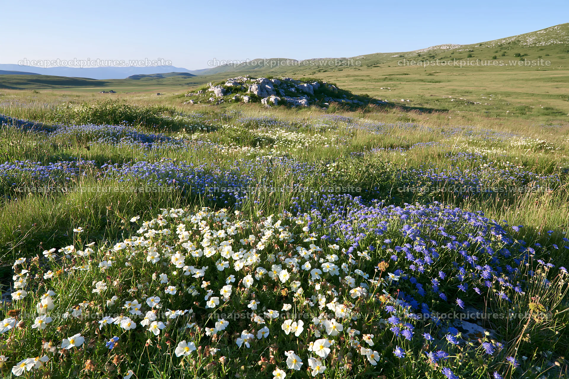 Sunny limestone meadow with wildflowers and clear skies – stock pictures 9722x6480
