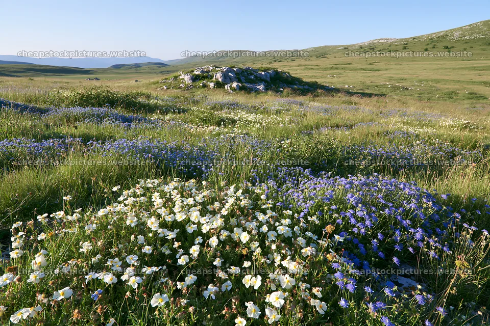 Sunny limestone meadow with wildflowers and clear skies – stock pictures 9722x6480