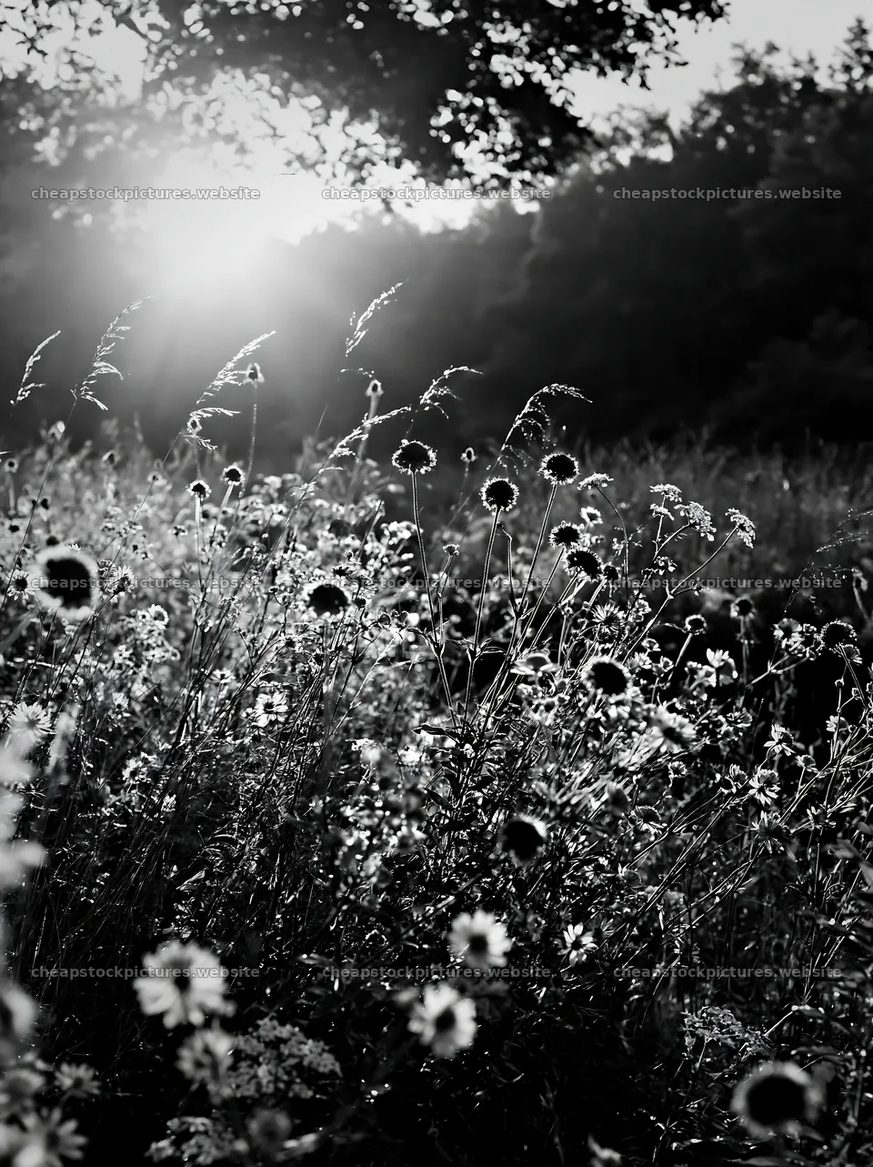 Christmas wreaths beside stream in meadow at sunset – stock pictures 6866x9174