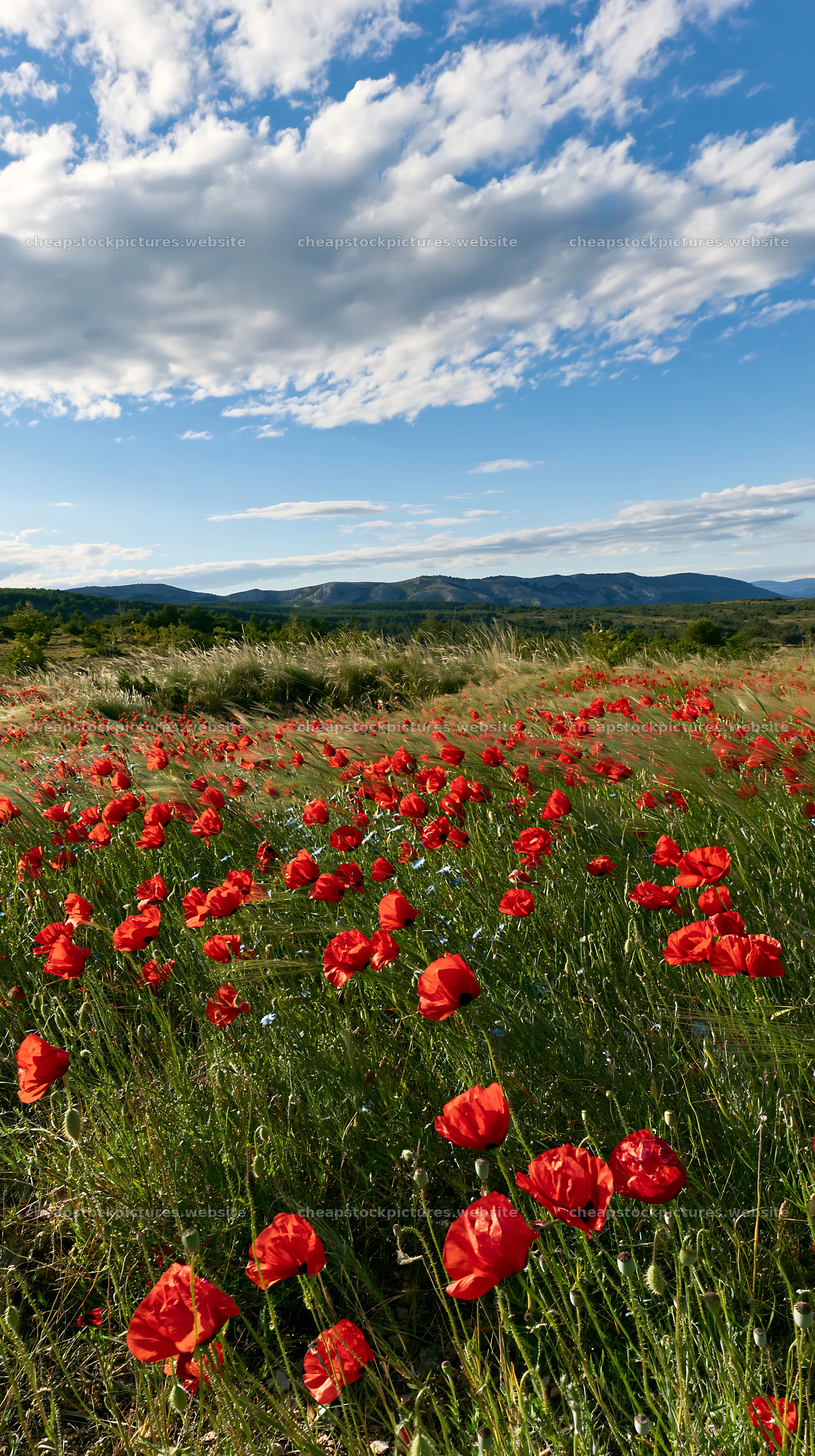 Poppy flax meadow under a blue sky with clouds – stock pictures 5938x10608