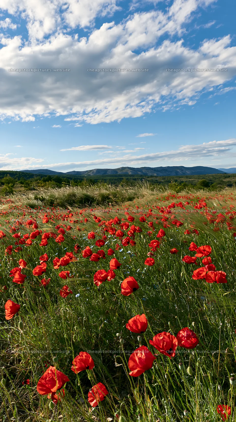 Poppy flax meadow under a blue sky with clouds – stock pictures 5938x10608
