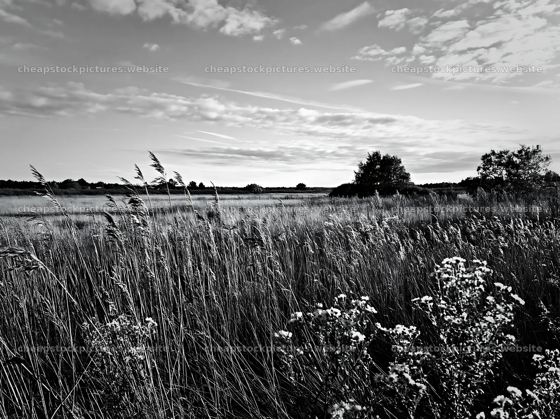 Saga floodplain meadow with reed foreground – stock pictures 9174x6866