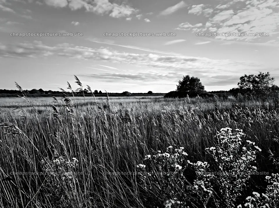 Saga floodplain meadow with reed foreground – stock pictures 9174x6866