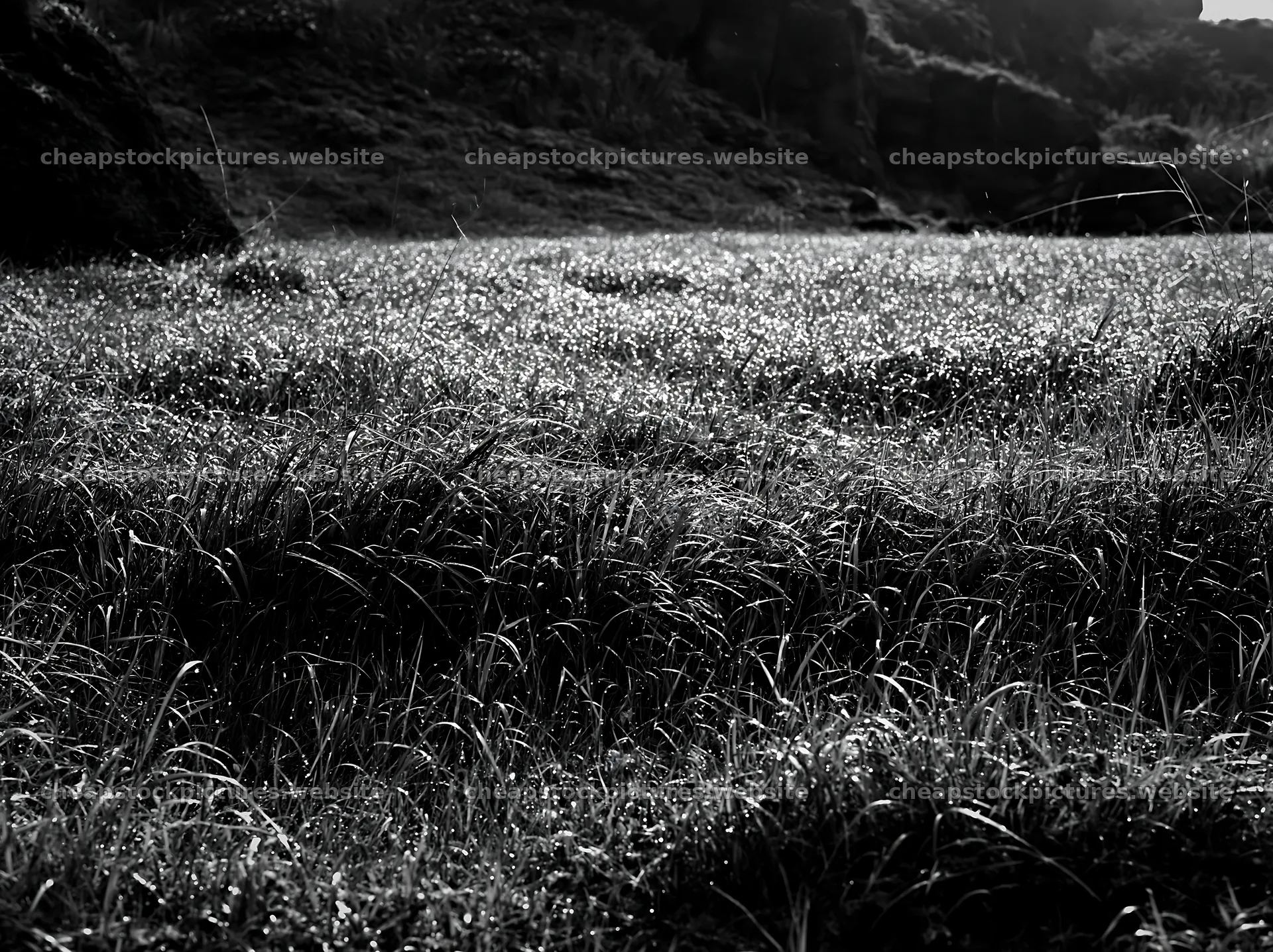 Fukui native grass meadow rain droplets sparkle in sunlight – stock pictures 9174x6866
