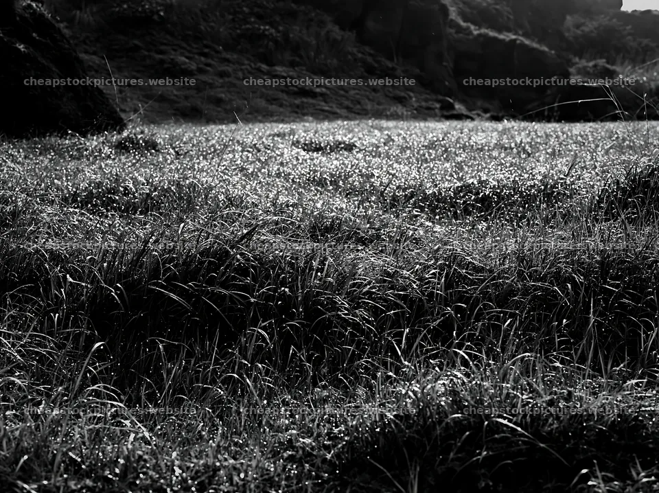 Fukui native grass meadow rain droplets sparkle in sunlight – stock pictures 9174x6866