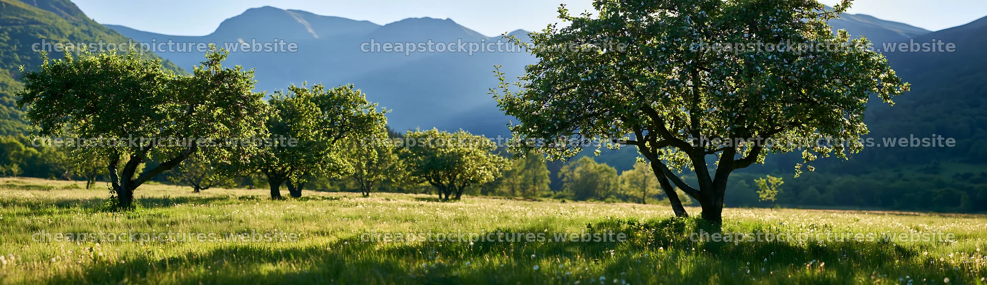 Highland apple meadow with trees and mountains in background – stock pictures 14762x4268