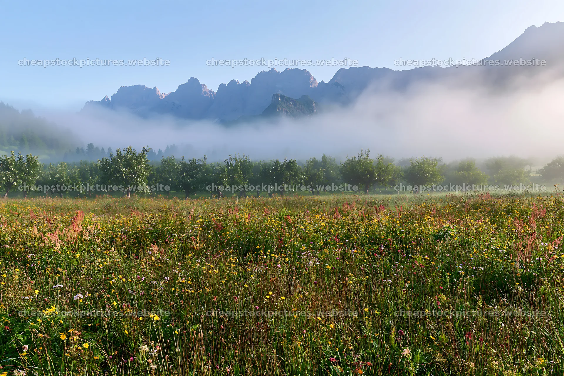 Foggy meadow with flowers near orchard and mountains – stock pictures 9722x6480