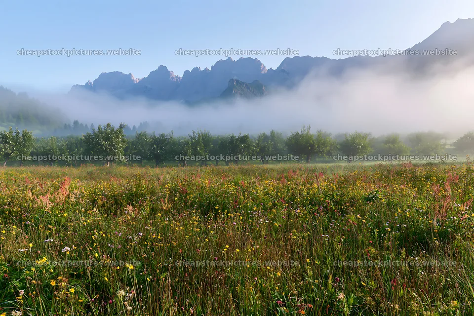Foggy meadow with flowers near orchard and mountains – stock pictures 9722x6480