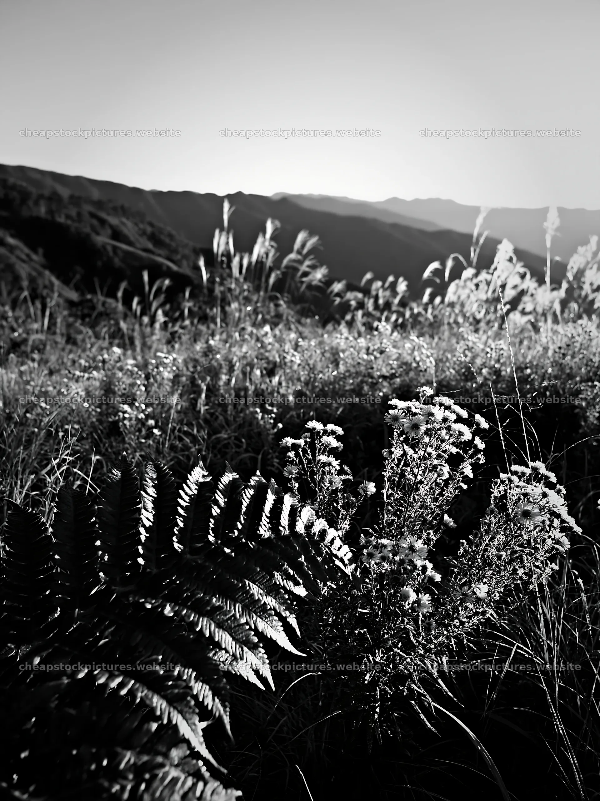 Tokushima mountain meadow fern frond foreground with flowers – stock pictures 6866x9174