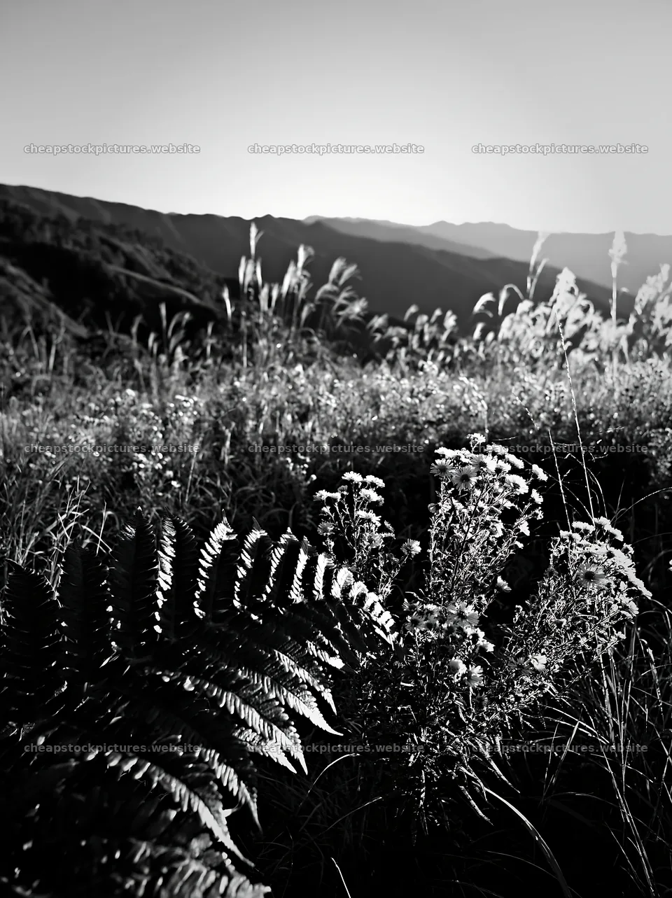 Tokushima mountain meadow fern frond foreground with flowers – stock pictures 6866x9174