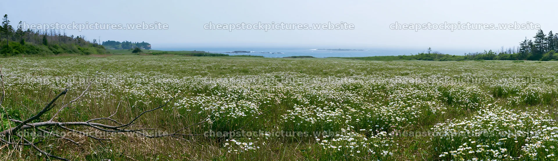 Yamagata rewilded meadow fallen branch foreground – stock pictures 14762x4268