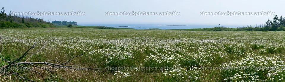 Yamagata rewilded meadow fallen branch foreground – stock pictures 14762x4268
