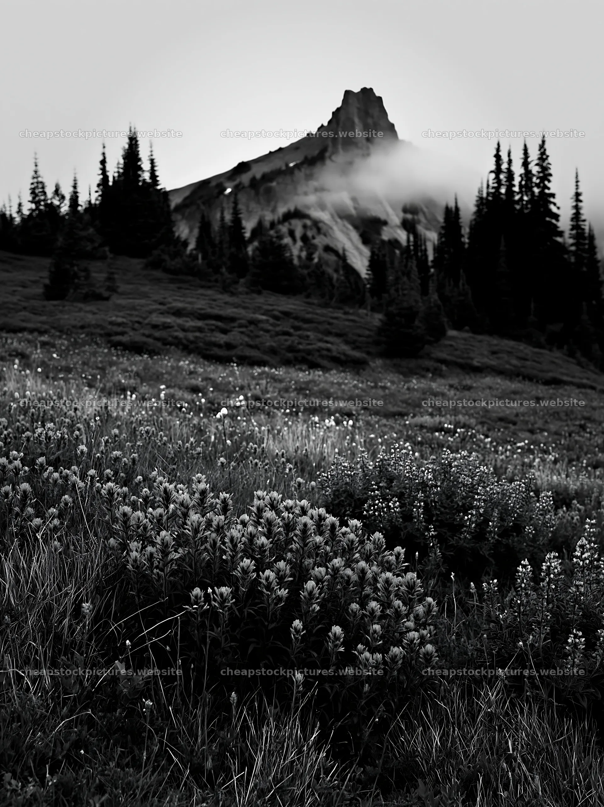 Mount Rainier paintbrush and lupine meadow with distant peak – stock pictures 6866x9174