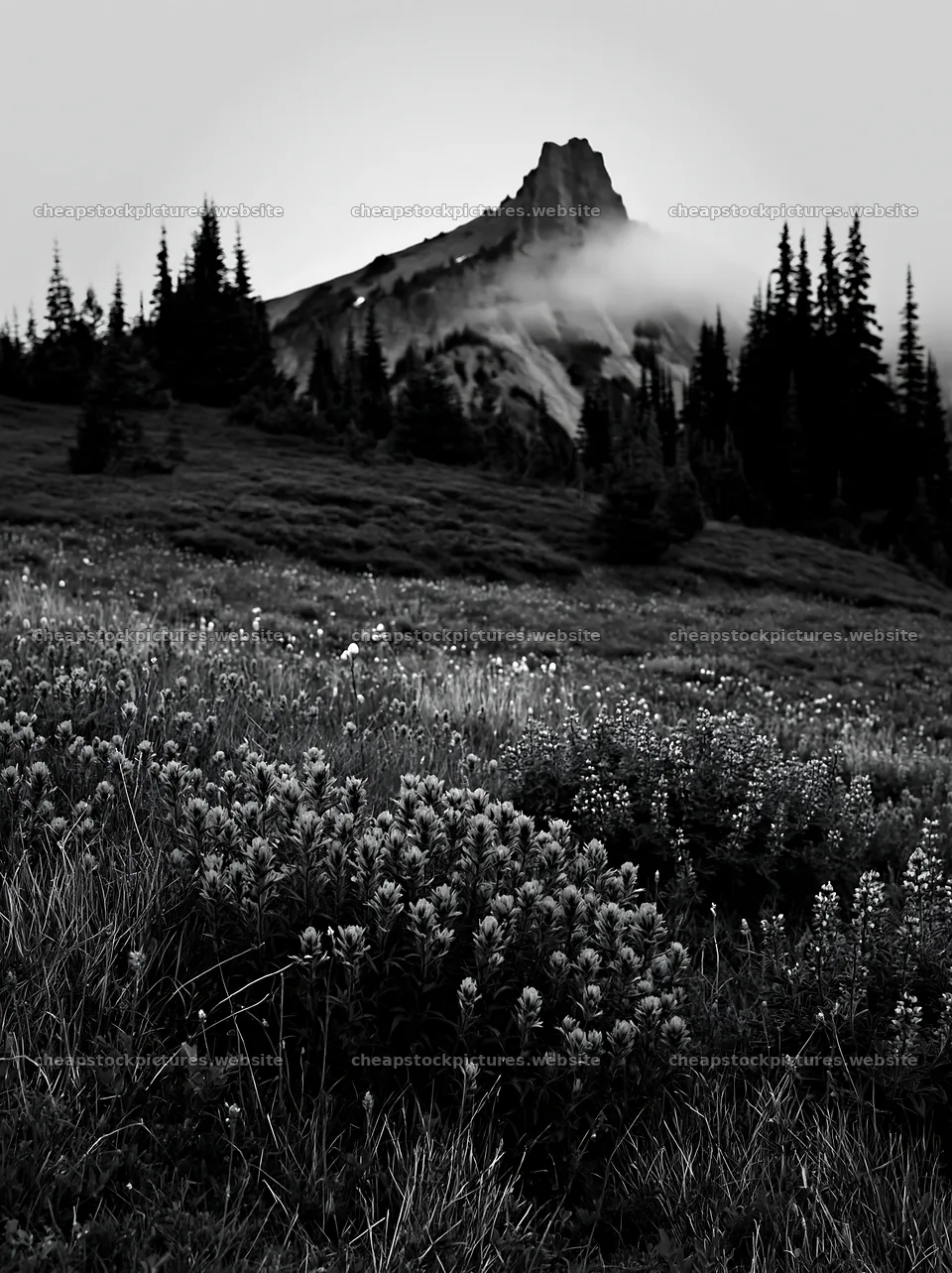 Mount Rainier paintbrush and lupine meadow with distant peak – stock pictures 6866x9174