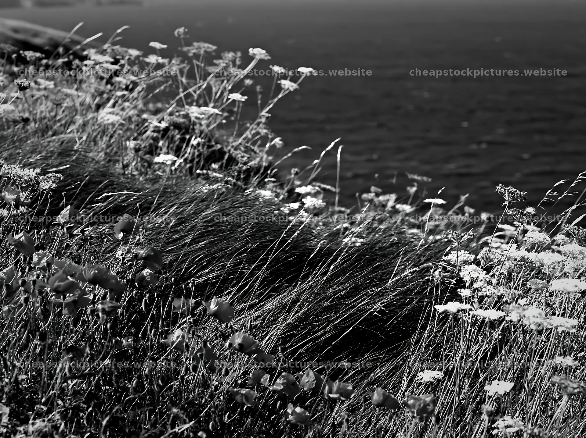 Clifftop meadow with flowers and ocean view – stock pictures 9174x6866
