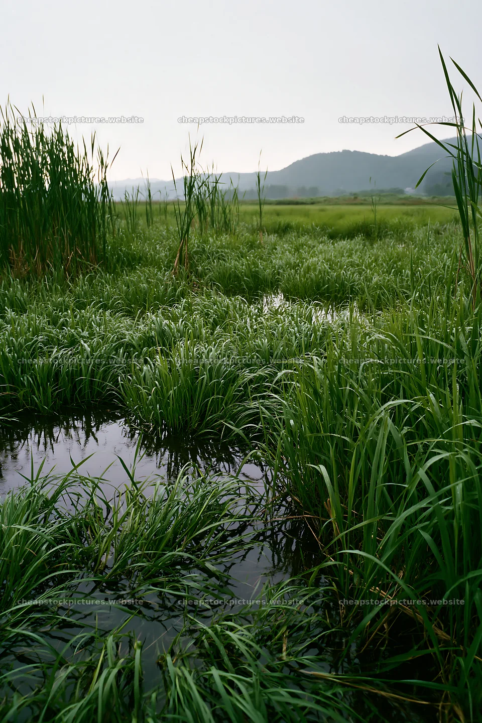 Shiga wetland meadow climate adaptation reeds in green landscape – stock pictures 6480x9722