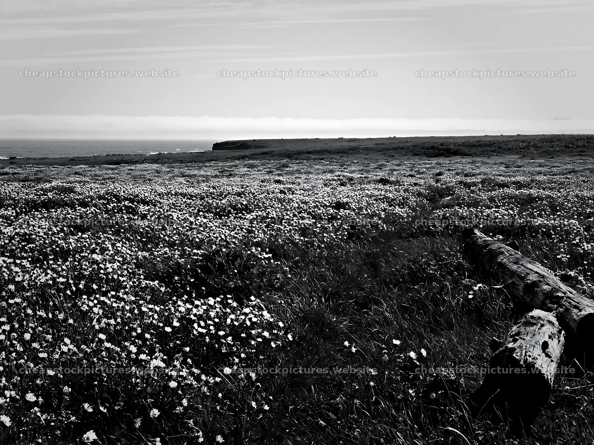 Chiba coastal climate meadow with driftwood in foreground – stock pictures 9174x6866