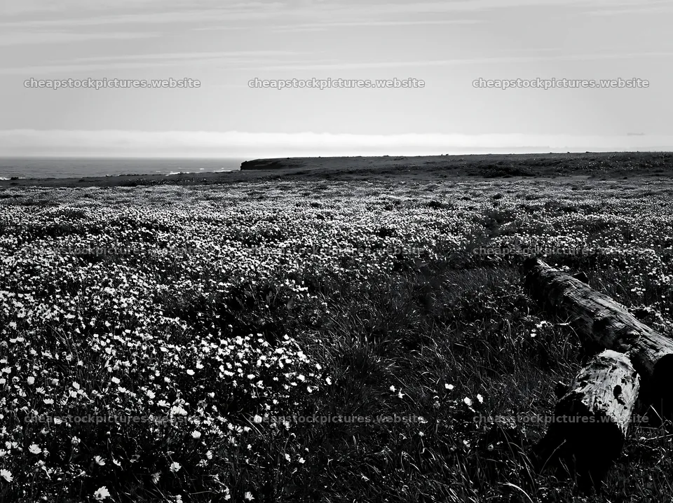 Chiba coastal climate meadow with driftwood in foreground – stock pictures 9174x6866