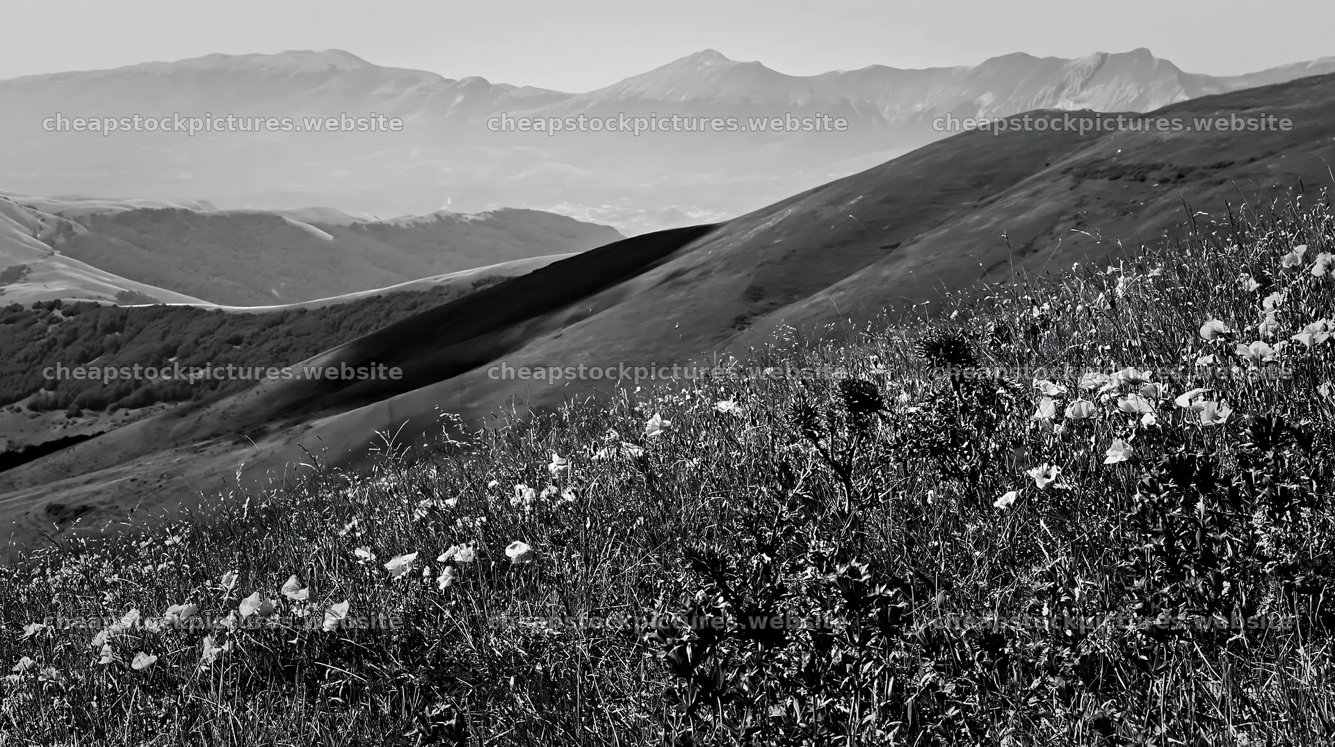 Poppy larkspur meadow in black and white landscape – stock pictures 10608x5938