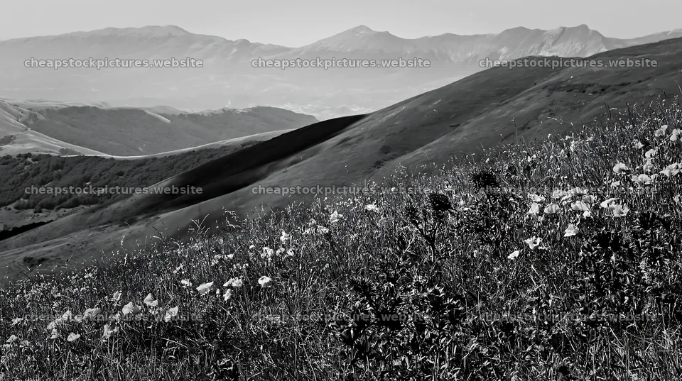 Poppy larkspur meadow in black and white landscape – stock pictures 10608x5938