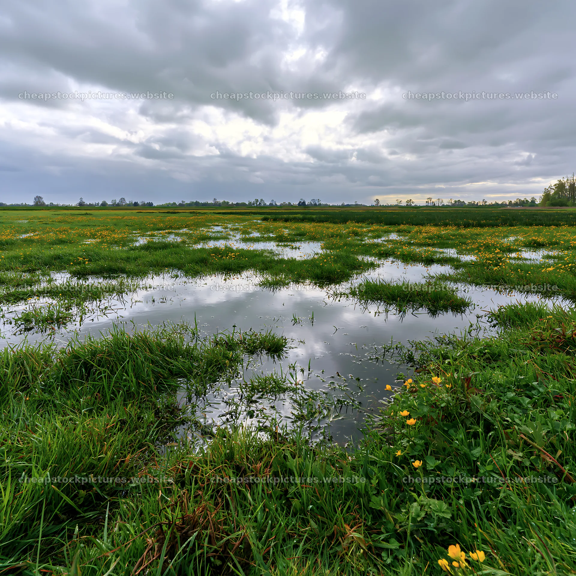 Regenerative meadow with water and cloudy sky – stock pictures 7938x7938