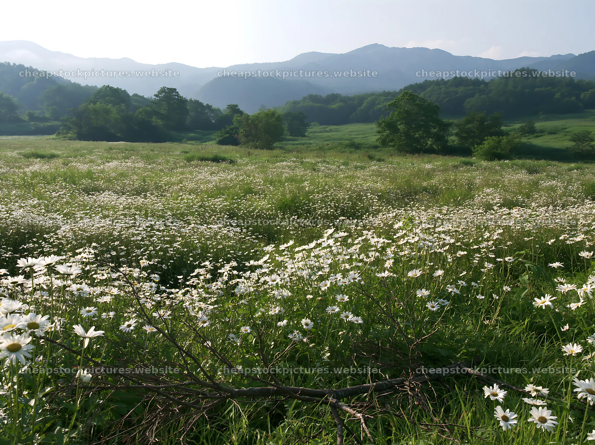 Yamagata rewilded meadow fallen branch foreground with flowers – stock pictures 9174x6866